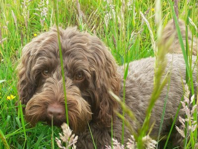 Bonnie in grass